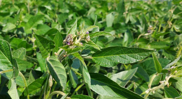 Neonikotinoidok: szinte minden táblában ott vannak