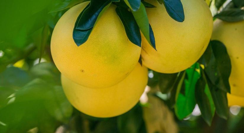 Óriás citrus a teraszon? Így neveljen pomelót itthon!