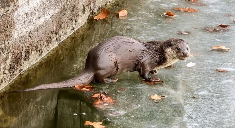 Olvasói fotók: vidrák bukkantak fel a Balaton jegén