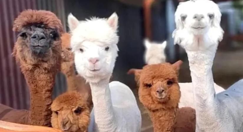 MancsRanch: a mentett állatok paradicsoma, ahol a róka és a kacsa is barát