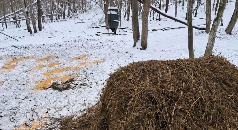 Téli etetéssel és élőhelyfejlesztéssel védik a vadakat