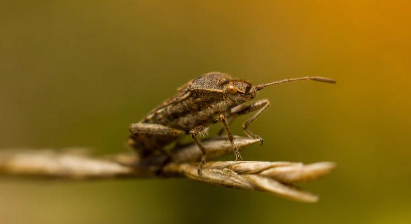 A zord tél pozitív hatása: fagyhalál vár a poloskákra, a kabócákra és a pockokra is