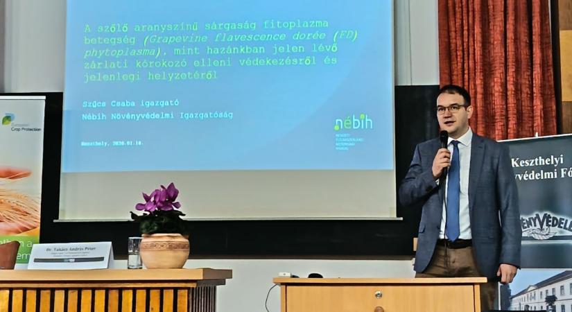 A szőlő aranyszínű sárgasága: ezt tervezik most a hatóságok