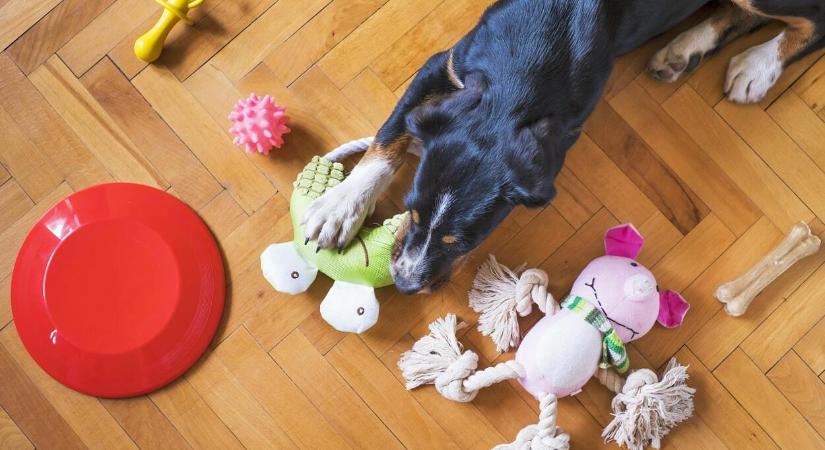 Kreatív ajándékötletek az állatbarátok számára