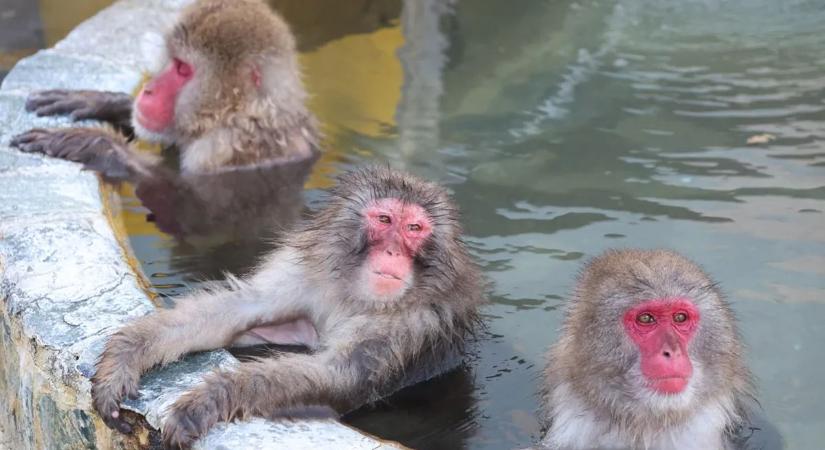 Több mint téli luxus: meglepő hatása van a termálfürdőzésnek