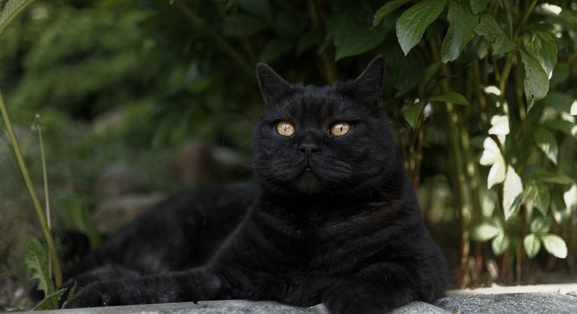 Oscar, az első bionikus macska a történelemben: kombájnbaleset miatt kapott műlábakat