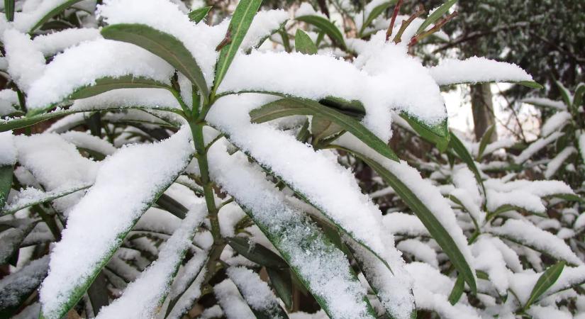 Durva, mi tett az idei január a leanderekkel, sokan fogják most a fejüket