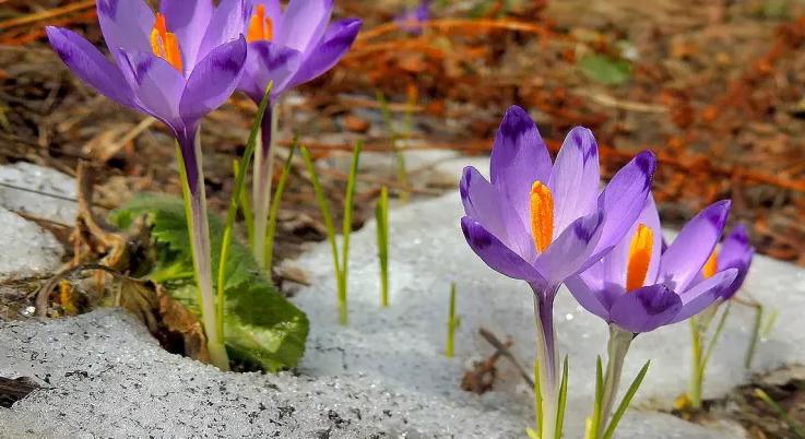 Miért fontos, hogy ismerjük és védjük növényeinket?