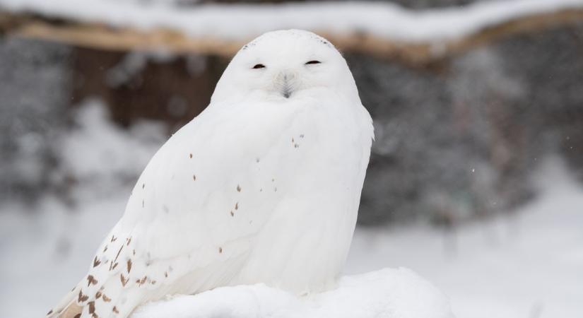 Állatok, amik csak télen bújnak elő