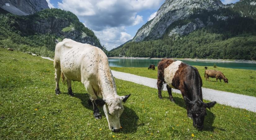 Árháború a szomszédban: "csak 25 cent a nyereség a kenyéren"
