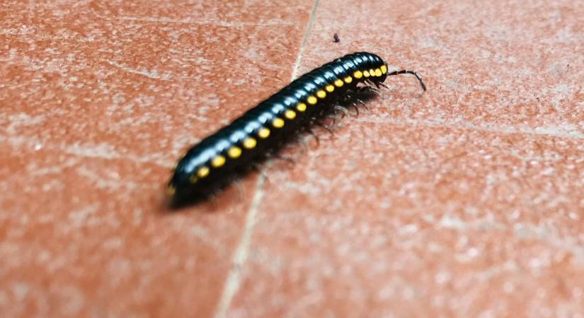 Százlábúakat látsz a lakásban? Légy hálás nekik, mert erre figyelmeztetnek