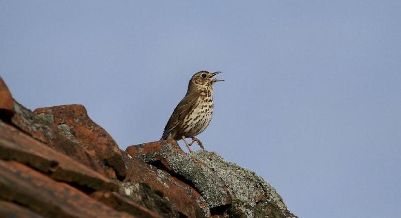 Énekével és szépségével nyerte el a közönség szavazatait az év madara