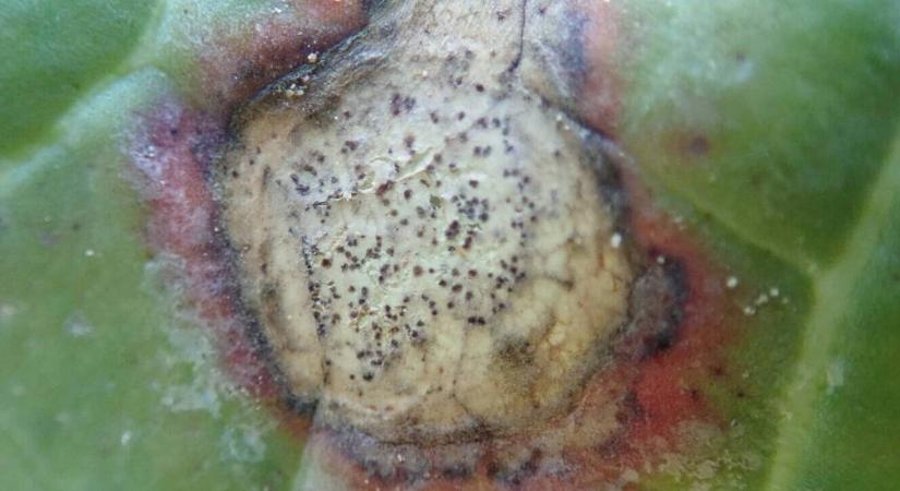 Gyakori, mégis alábecsült ellenfél a repcében: mikor kell védekezni?