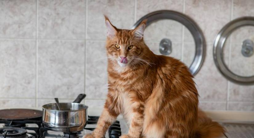 Egyedül hagyták a macskát, majdnem felgyújtotta a lakást - Videón az életveszélyes mutatvány