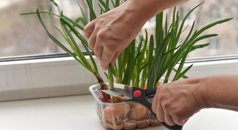 Így nevelj januárban zsenge újhagymát, jó sokat egyszerre