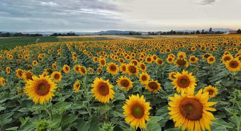 Új szerepben a gazdák: élelmiszer mellett energia is terem