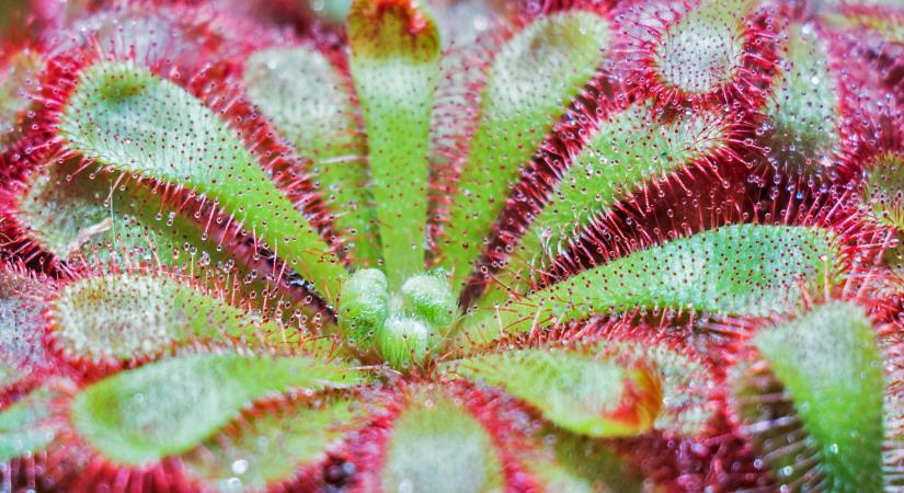 Izgalmas rovarevőnövény-rejtény a Népkerti-tó partján