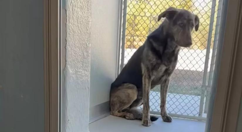 Két év után viszi menhelyre a kutyát a család: amit ott tesz, összetöri a gondozók szívét