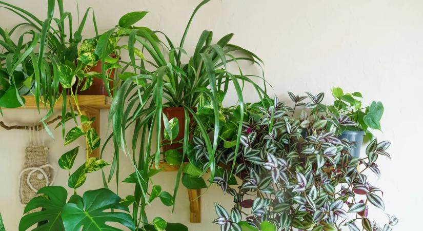 Ezeken a hibákon múlik, túlélik-e a szobanövényeid a telet