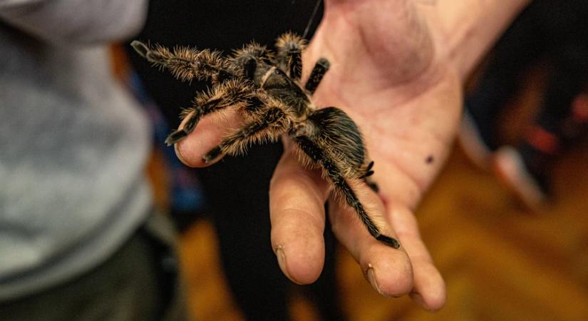 Egzotikus állatok testközelből