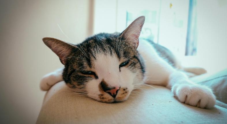 Mitől lehet székrekedése a macskának?