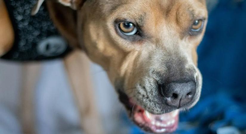 „Ördögkutyának” nevezett eb marcangolta szét a fiút – az anya még búcsúölelésre sem kapott lehetőséget