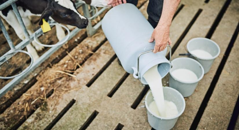 Válságban az európai tejágazat, azonnali intézkedésre van szükség