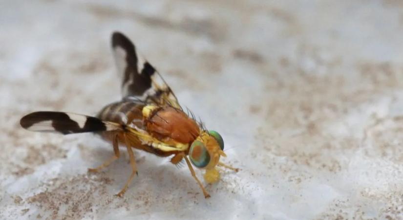 A dióburok-fúrólégy rémuralma megtörhet? Meglepő hatása lehet a fagynak