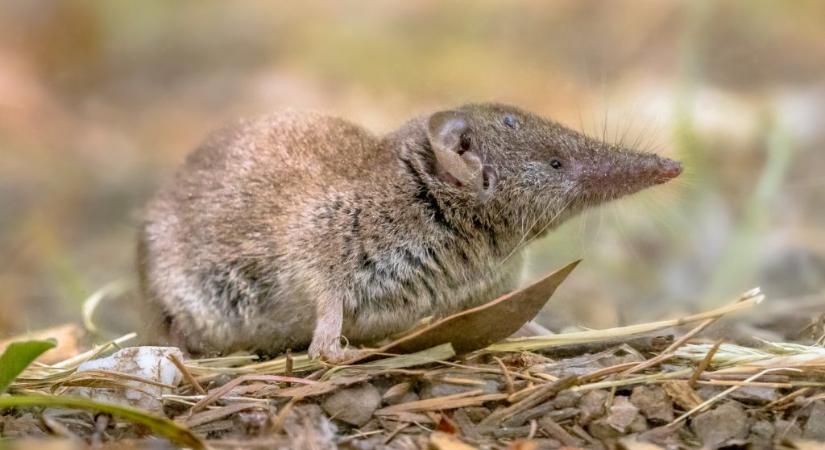 Képes változtatni agyméretét ez az állat