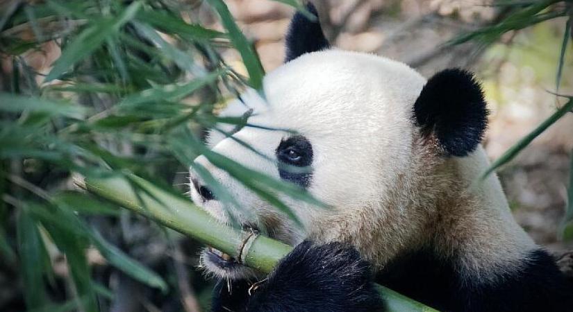 Ez is politika: az utolsó kínai pandákat visszaviszik Japánból