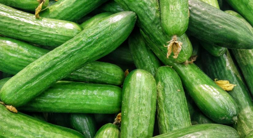 Megugrott a kígyóuborka ára: a nagybani piacon 1400–1700 Ft/kg, boltokban akár 1000–1100 Ft/darab