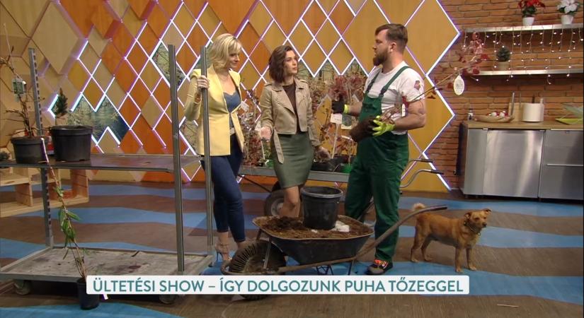 Zöld falak és virágzó kerítések – praktikus tippek Megyeri Szabolcstól