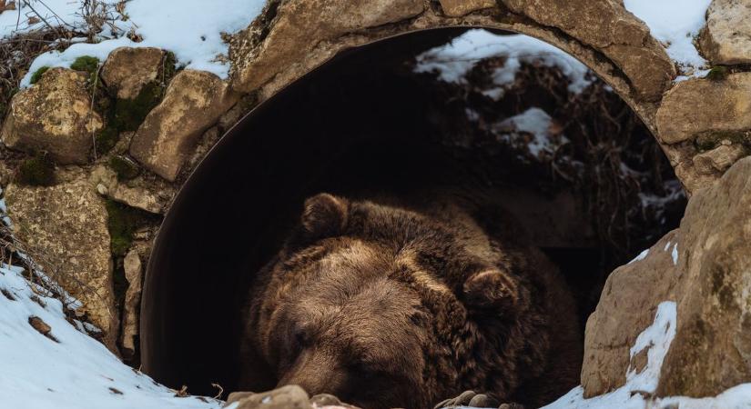 Késik a medve árnyéka, késik a tavasz? Mutatjuk, mire számíthatunk február elején