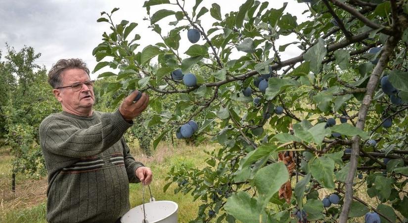 Mi lesz így a jó kis gyöngyösi gyümölccsel? Akárhogy nézzük, itt csak a „fagyálló” segít