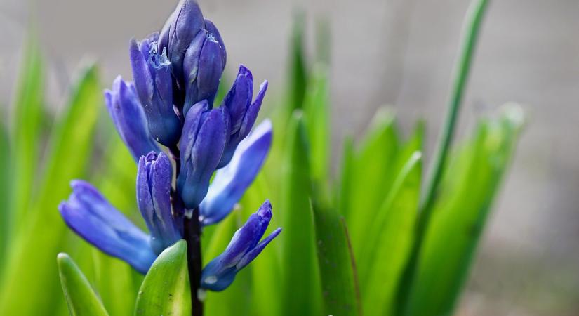 Elvirágzott a cserepes jácint? Most dől el, hogy jövőre is virágzik-e a kertben