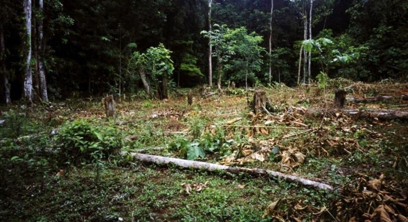 Egyre drágább lehet a reggeli kávé: a természet fizeti meg az árát