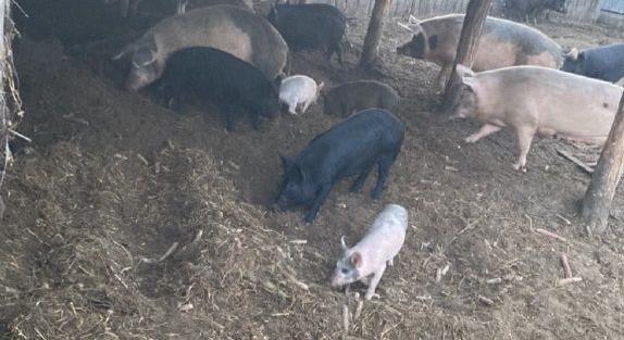 Malacokat loptak a nyíradonyi portáról