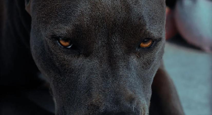 Brutális kutyatámadás: XL bully marcangolta szét a férfit az otthonában