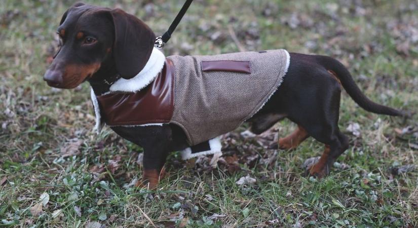 Kutyagumi a homokozóban? Parázs vita robbant ki Makón
