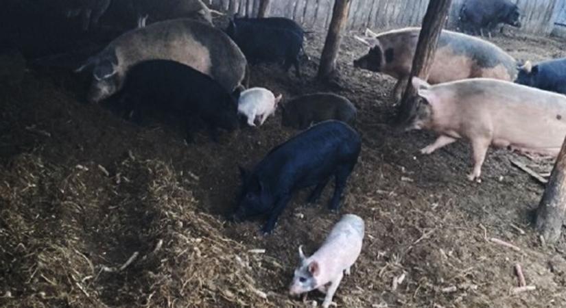 Éveken át lopta a malacokat a szomszédos sertéstelepről két nyíradonyi férfi