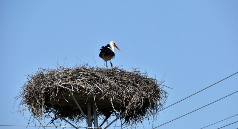 Az év első negyedében kellene elvégezni a természetvédelmi szempontból érzékeny munkákat