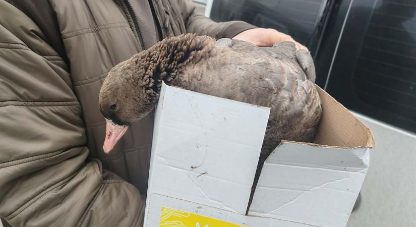 Dobozba tették a legyengült állatot a gárdonyi téren