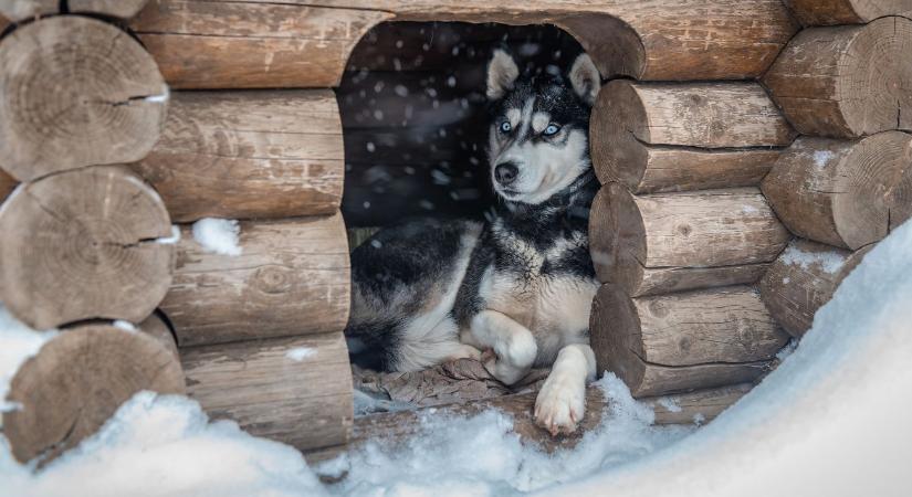Kutyák udvartartása télen – komfort, itatás, mancsvédelem januárban