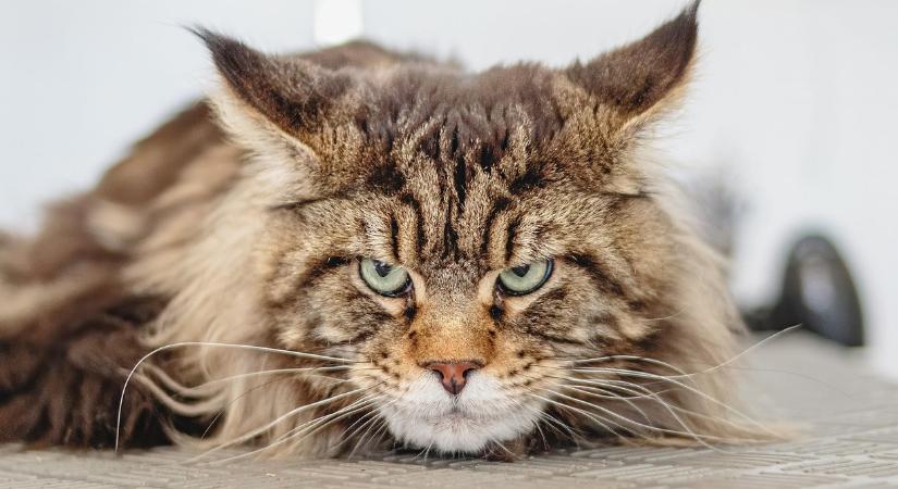 Skizofréniát okozhat, ha macska van a családban