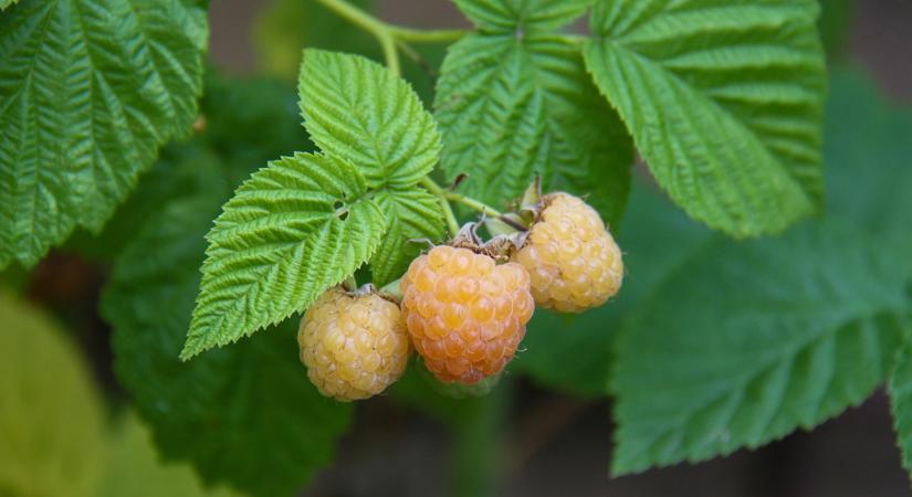 "Ezt nem lehet elrontani"… aztán mégis