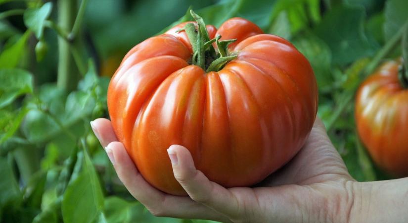 Amikor a paradicsom jobban ért hozzá, mint mi – a Dunning–Kruger-hatás a kertben