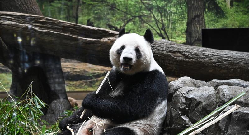 Visszaküldték Kínába Japán utolsó óriáspandáit – Közel ötven év után pandák nélkül marad az ország