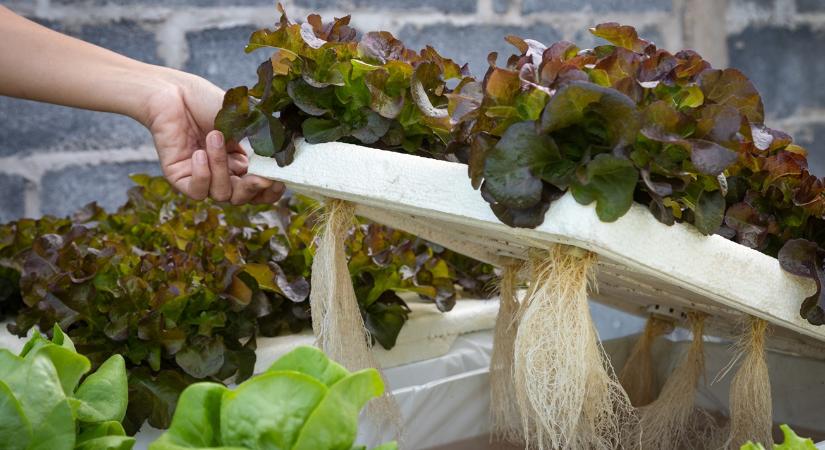 Növénytermesztési forradalom zajlik a világ egyik legszárazabb régiójában