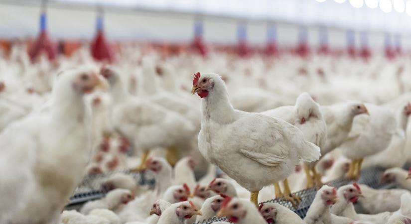 Vetter Szilvia: sikerült az állatjóléti szabályokat érvényesíteni az EU-ban, erre jön a Mercosur-megállapodás