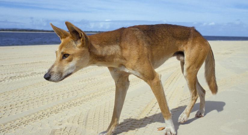 25 évvel az utolsó halálos dingótámadás után újabb tragédia miatt kellett elaltatni egy agresszív falkát